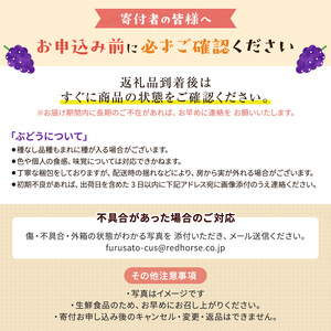 ぶどう 先行予約 長野市産 ナガノパープル 皮ごとうまい！ 大粒2～3房 約1kg 果物 ブドウ 葡萄 フルーツ デザート おやつ 種なし 大粒 信州 2025年秋発送