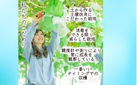 【信州長野県産】※2024年先行予約※　クイーンルージュ＆シャインマスカットの宝石箱　厳選36粒　10月より発送開始