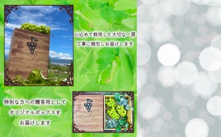 【信州長野市産】※2025年先行予約※ ナガノパープルの宝石箱 厳選18粒 9月より発送開始 