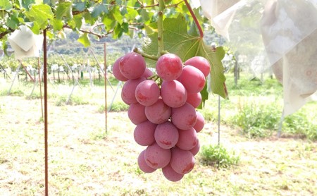 ぶどう 先行予約 長野市松代産 訳ありクイーンニーナ 約1kg バラ房 葡萄 ブドウ 果物 フルーツ デザート おやつ TAKANO農園 信州 果物類 マスカット ギフト 手土産