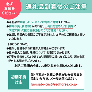 ぶどう 先行予約 ナガノパープル 2房 葡萄 ブドウ 果物 フルーツ デザート おやつ 信州 2025年秋発送