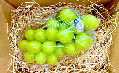 【2026クリスマス（23日～25日必着）】長野県長野市産シャインマスカット500g 果物 ぶどう フルーツ デザート おやつ 食後 信州のぶどう 長野県産 高級ぶどう