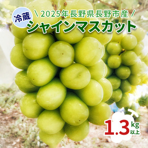 2026年長野県長野市産　冷蔵シャインマスカット　1.3kg以上 果物 ぶどう フルーツ デザート おやつ 食後 信州のぶどう 長野県産 高級ぶどう