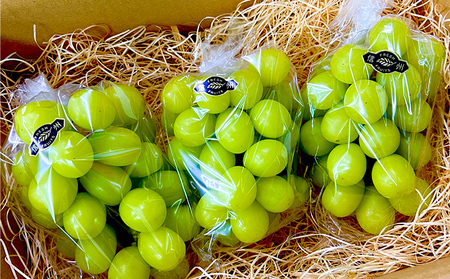 2026年長野県長野市産　冷蔵シャインマスカット　1.3kg以上 果物 ぶどう フルーツ デザート おやつ 食後 信州のぶどう 長野県産 高級ぶどう