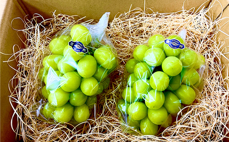 2026年産長野県長野市産冷蔵シャインマスカット　約1kg