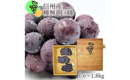 ぶどう 先行予約 信州 長野県産 種無し 巨峰 1.6～1.8kg 葡萄 ブドウ