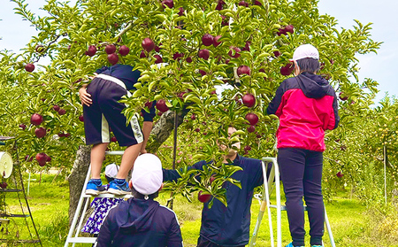 2026年産　先行予約 ぶどうりんご家庭用3回発送（9・10・12月）（ぶどう合計約2kgりんご合計約6kg） 果物 フルーツ デザート 食後 長野県産 新鮮 香りがいい 完熟りんご 信州 長野のりんご 信州産