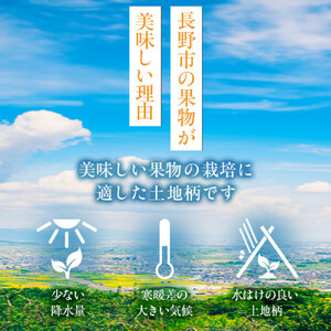 2026年産 ぶどう  種なし 巨峰 約 2kg 箱3～6房入り 巨峰種無し フルーツ 果物 旬 ブドウ 葡萄 おやつ 信州 長野県 長野市 2026年 秋発送 長野県長野市