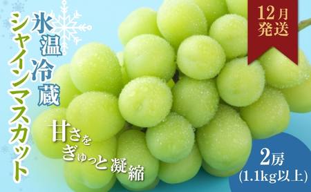 【2025年12月中旬より順次発送】信州産冷蔵シャインマスカット 2房(合計1,1kg以上)大粒&大房 果物 ぶどう フルーツ みずみずしい 長野県産 食後 デザート
