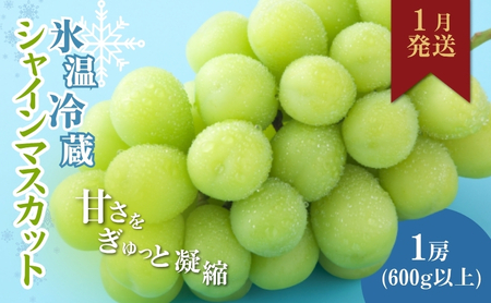 【2026年1月より順次発送】信州産冷蔵シャインマスカット 1房（600g以上）大粒＆大房 果物 ぶどう フルーツ みずみずしい 長野県産 食後 デザート