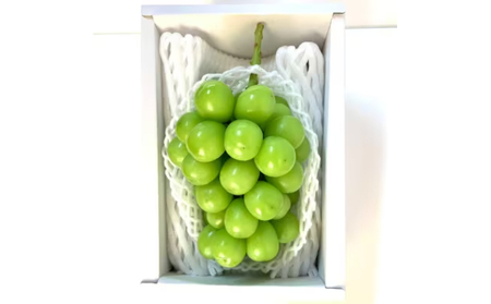 【2026年1月より順次発送】信州産冷蔵シャインマスカット 1房（600g以上）大粒＆大房 果物 ぶどう フルーツ みずみずしい 長野県産 食後 デザート