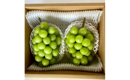 【2026年1月より順次発送】信州産冷蔵シャインマスカット 2房（1.1kg以上）大粒＆大房 果物 ぶどう フルーツ みずみずしい 長野県産 食後 デザート