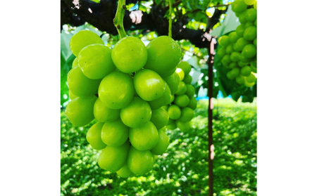 信州産シャインマスカット2房（合計1kg以上）大粒＆大房 果物 ぶどう フルーツ デザート 食後 種なし 皮ごと 秋の味覚 旬の果物 