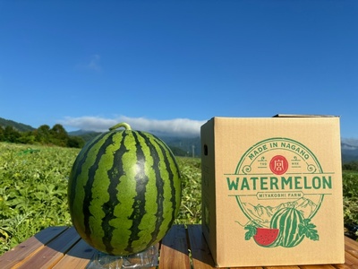 【先行受付：2026年発送】松本市 波田産 すいか 2L（7kg～8kg)