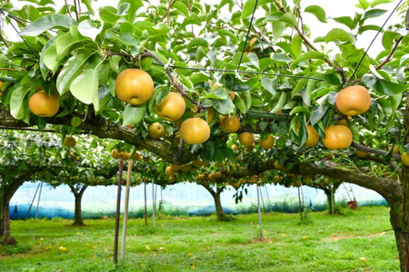 【先行受付:2026年発送】豊水5kg(10~14玉)