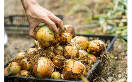 【先行受付：2026年発送】たまねぎ 2L～M 12～24玉 約5㎏