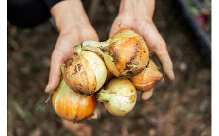 【先行受付：2026年発送】たまねぎ 2L～M 12～24玉 約5㎏