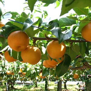 【先行受付:2026年発送】幸水 10~14玉 約5㎏