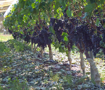 保正（メルロー）720ml