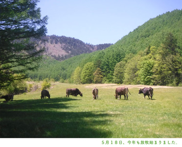 清水牧場の搾りたて牛乳と生乳100％ヨーグルト２種セット