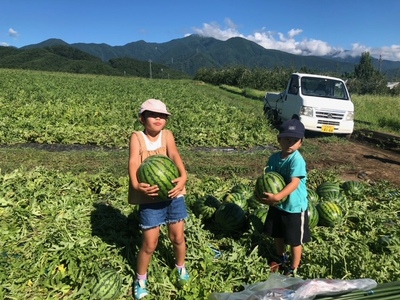 【先行受付：2026年発送】松本市 波田産 大玉すいか 4L（9kg～11kg)