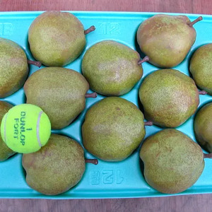 【先行受付】お好みの硬さをドンピシャで。皮ごと食べられる ラフランス 2kg