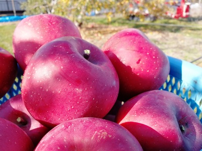 クラフトアップルジャム2個 