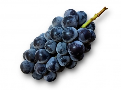 【先行受付：2026年発送】種なしピオーネ　2房（約1kg）