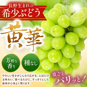 【先行受付：2026年発送】松本生まれの品種 ぶどう 黄華 (おうか) 2房 約1kg