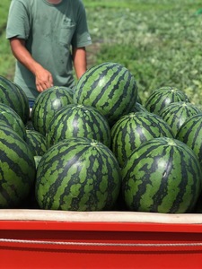 【先行受付：2026年発送】松本市 波田産 すいか 2玉入り（2L～３L,7kg～9kg)×２)