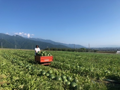【先行受付：2026年発送】松本市 波田産 すいか 2玉入り（2L～３L,7kg～9kg)×２)