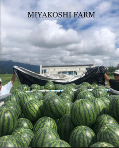 【先行受付:2026年発送】松本市 波田産 大玉すいか 2玉入り(4L 9kg~11kg)×2