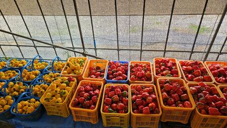 【先行受付：2026年発送】パプリカ＆パレルモ(希少品種)　Mセット　約1kg 