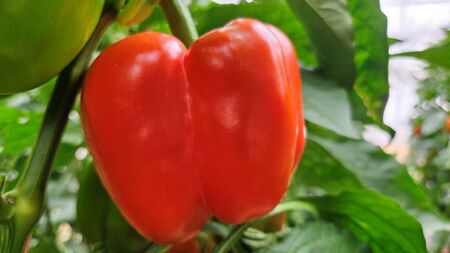 【先行受付：2026年発送】パプリカ＆パレルモ(希少品種)　Mセット　約1kg 