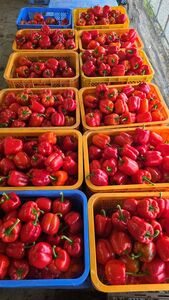 【先行受付：2026年発送】パプリカ＆パレルモ(希少品種) Lセット　約2kg