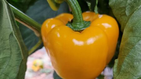 【先行受付：2026年発送】パプリカ＆パレルモ(希少品種) Lセット　約2kg