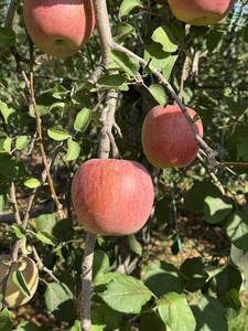  信州産りんご【品種おまかせ】約5kg (14～20玉)　【秋映・シナノスイート・シナノゴールド・名月・サンふじ・グラニースミス】