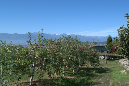  信州産りんご【品種おまかせ】約5kg (14～20玉)　【秋映・シナノスイート・シナノゴールド・名月・サンふじ・グラニースミス】