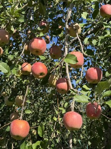 信州産りんご【品種おまかせ】約3kg (8~12玉) 【秋映・シナノスイート・シナノゴールド・名月・サンふじ・グラニースミス】