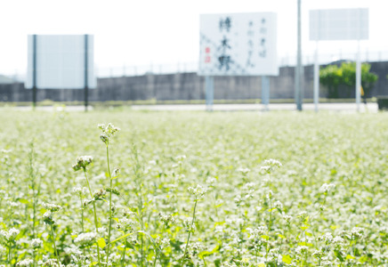 信州手打生そば8人前（つゆ付） | 信州そば 松本そば 蕎麦 手打ちそば 長野グルメ ふるさと納税 信州 長野県 松本市