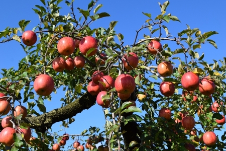 りんごジャム2種 ( サンふじ 、 シナノゴールド ) セット