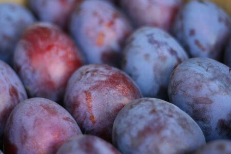 【先行受付】信州産 品種おまかせ旬の生プルーン約1kg（500g×2パック）