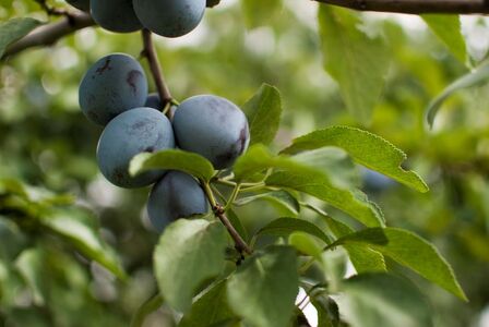 【先行受付:2026年発送】信州産 品種おまかせ旬の生プルーン 約2kg(500g×4パック)