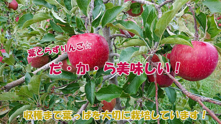 【2026年産】 シャキシャキ葉とらず ふじりんご 約3kg (5～12玉) サンふじ りんご リンゴ 果物 フルーツ 旬の果物 信州 長野 上田【特別栽培農産物】【長野県産】