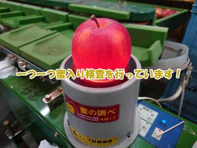 【2026年産】 シャキシャキ葉とらず ふじりんご 約3kg (5～12玉) サンふじ りんご リンゴ 果物 フルーツ 旬の果物 信州 長野 上田【特別栽培農産物】【長野県産】