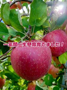 【2026年産】 シャキシャキ葉とらず ふじりんご 約3kg (5～12玉) サンふじ りんご リンゴ 果物 フルーツ 旬の果物 信州 長野 上田【特別栽培農産物】【長野県産】