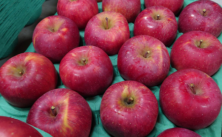 【2026年産】 シャキシャキ葉とらず ふじりんご 約3kg (5～12玉) サンふじ りんご リンゴ 果物 フルーツ 旬の果物 信州 長野 上田【特別栽培農産物】【長野県産】