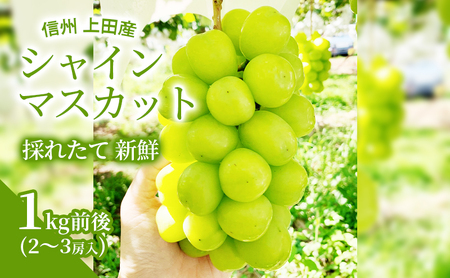 【2026年先行予約】 シャインマスカット 1kg前後 2～3房 ぶどう 葡萄 ブドウ マスカット 1kg 果物 くだもの フルーツ デザート 旬の果物 旬のフルーツ 長野県 長野