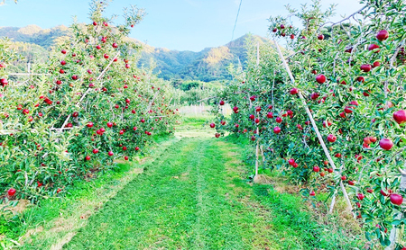 【2026年先行予約】 りんご 秋映 約5kg 林檎 リンゴ 5kg 果物 くだもの フルーツ デザート 旬の果物 旬のフルーツ 長野県 長野