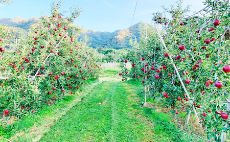 【2026年産】 りんご 秋映 約10kg 林檎 リンゴ 10kg 果物 くだもの フルーツ デザート 旬の果物 旬のフルーツ 長野県 長野